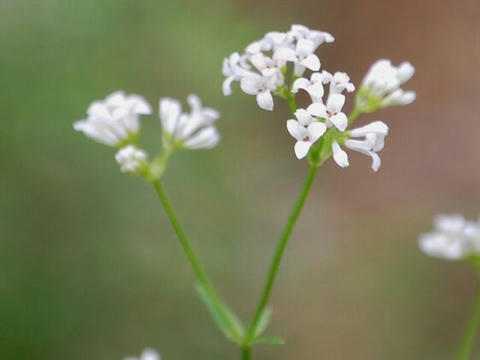 ダイヤーズ・ウッドラフ