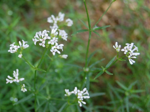 ダイヤーズ・ウッドラフ