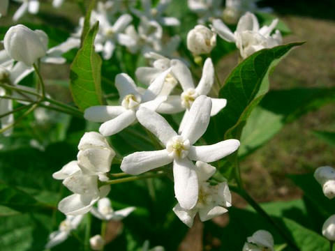 草橘（クサタチバナ）