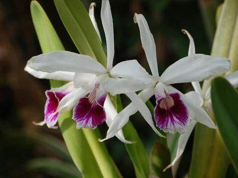 レリア・プルプラタ