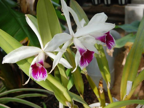 レリア・プルプラタ