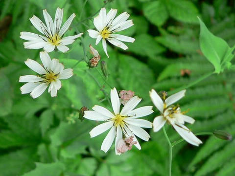 白花苦菜（シロバナニガナ）