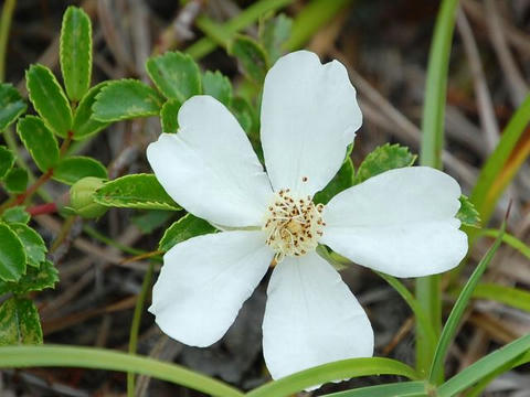 照葉野茨（テリハノイバラ）