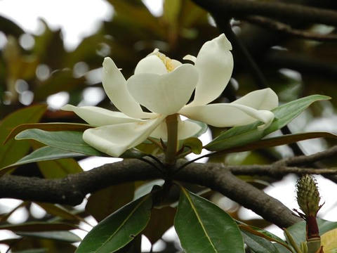 泰山木（タイサンボク）