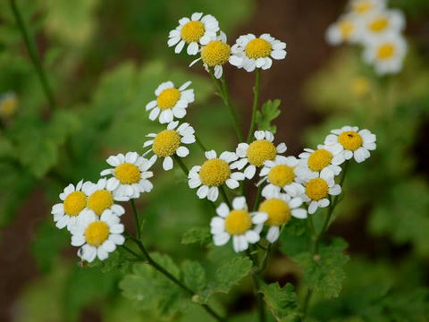 夏白菊（ナツシロギク）