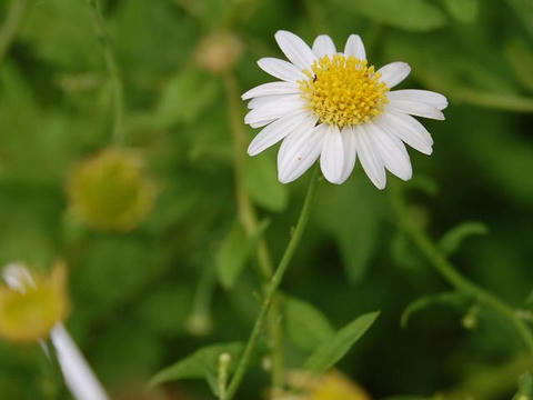 柚香菊（ユウガギク）