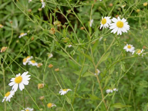 柚香菊（ユウガギク）