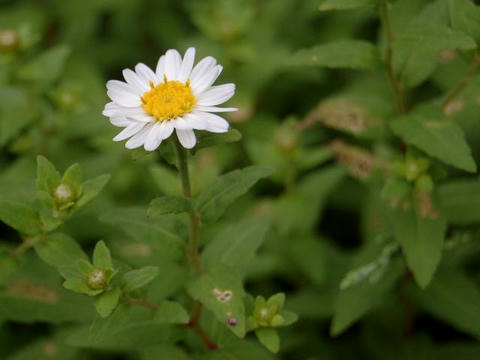 箱根菊（ハコネギク）