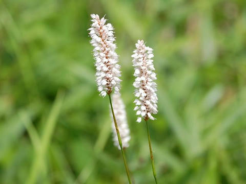 伊吹虎の尾（イブキトラノオ）