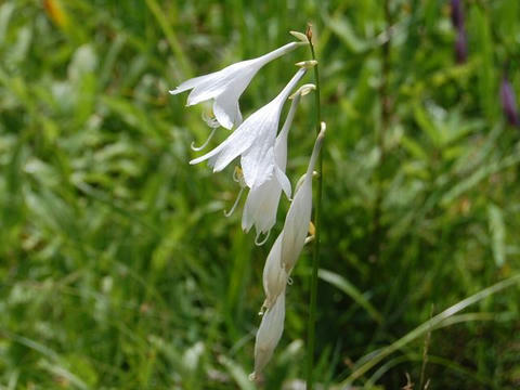 白花小葉擬宝殊（シロバナコバギボウシ）