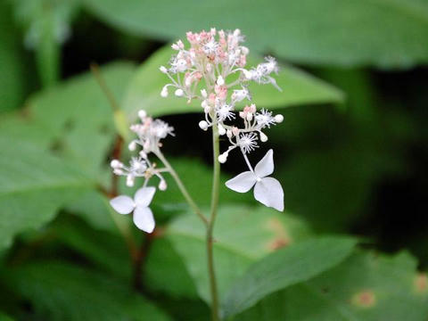 草紫陽花（クサアジサイ）