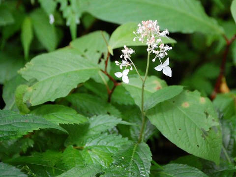 草紫陽花（クサアジサイ）