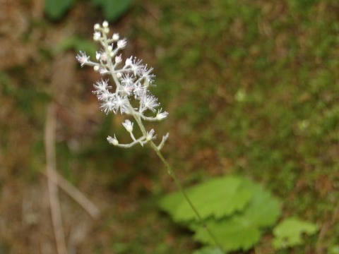 一葉升麻（ヒトツバショウマ）