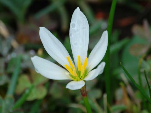 玉簾（タマスダレ）