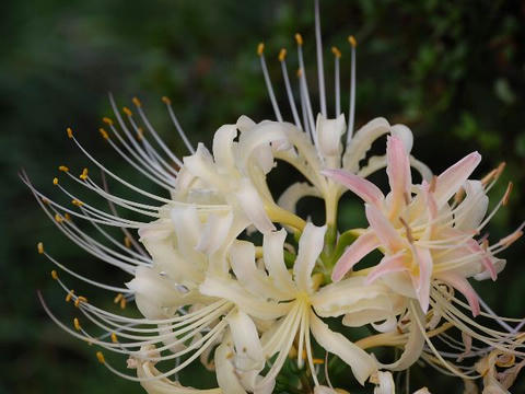 白花曼珠沙華（シロバナマンジュシャゲ）