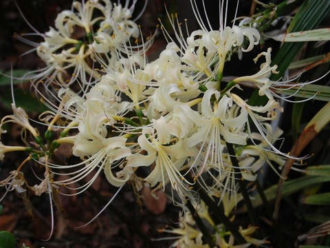 白花曼珠沙華（シロバナマンジュシャゲ）