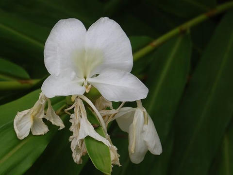 花縮紗（ハナシュクシャ）