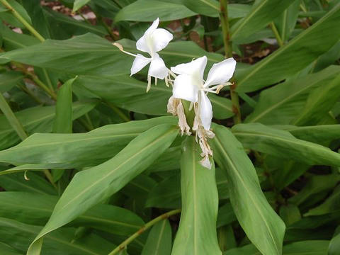 花縮紗（ハナシュクシャ）