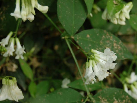 白花南天萩（シロバナナンテンハギ）