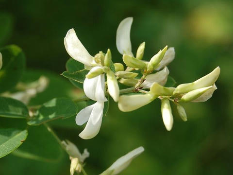 白花山萩（シロバナヤマハギ）
