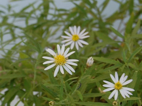 細葉野菊（ホソバノギク）
