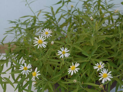 細葉野菊（ホソバノギク）
