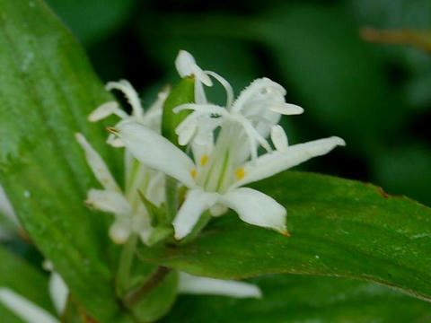 白花山路の杜鵑草（シロバナヤマジノホトトギス）
