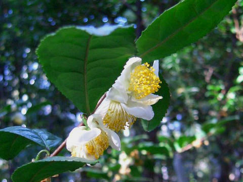 唐茶（トウチャ）