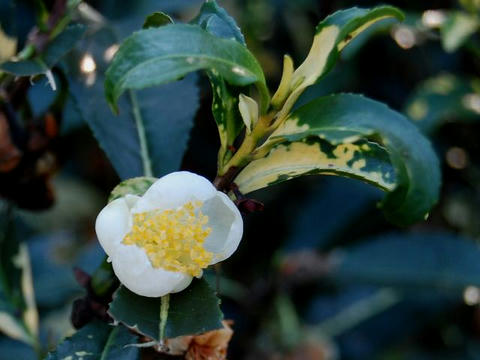 斑入り茶の木（フイリチャノキ）
