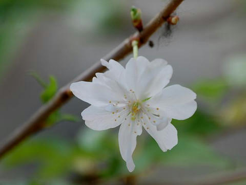兼六園四季桜（ケンロクエンシキザクラ）