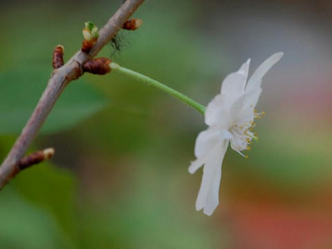 兼六園四季桜（ケンロクエンシキザクラ）