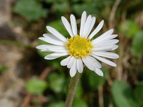 沖縄菊（オキナワギク）
