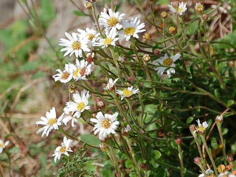 沖縄菊（オキナワギク）