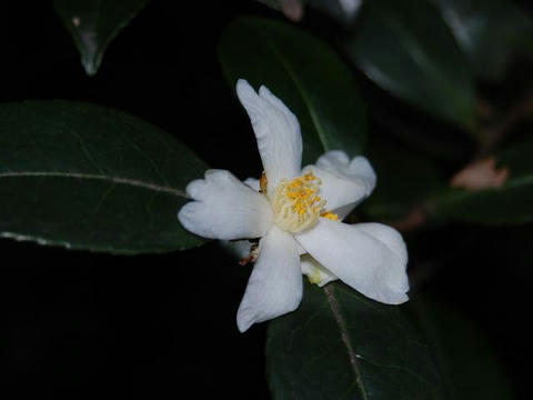 台湾山茶花（タイワンサザンカ）