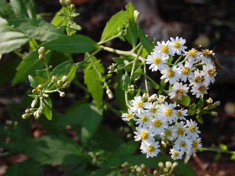 照葉野菊（テリハノギク）