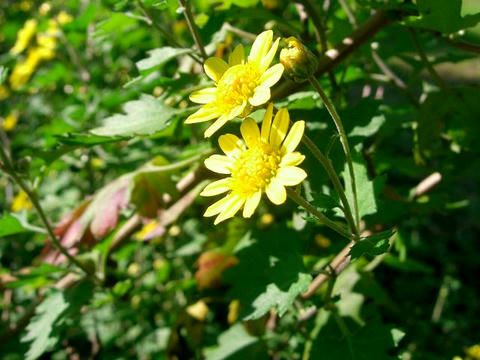 虹が浜菊（ニジガハマギク）