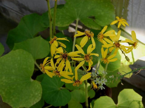 琉球石蕗（リュウキュウツワブキ）