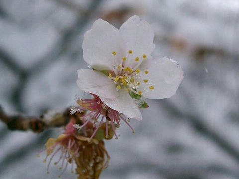 三波川冬桜（サンバガワフユザクラ）