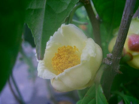 金花茶（キンカチャ）