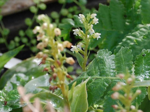 無人繻子蘭（ムニンシュスラン）