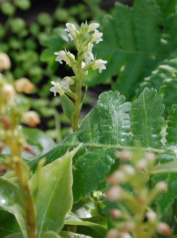 無人繻子蘭（ムニンシュスラン）
