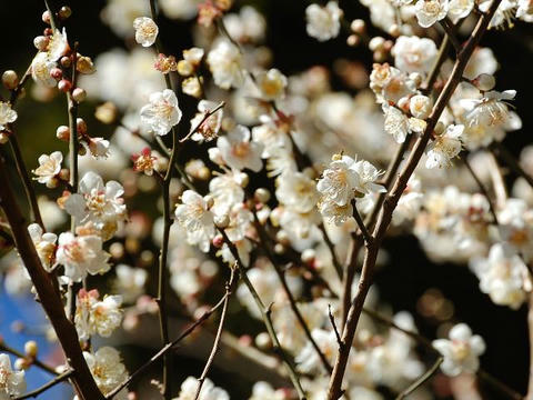 月の桂（ツキノカツラ）