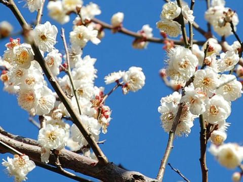 長寿（チョウジュ）
