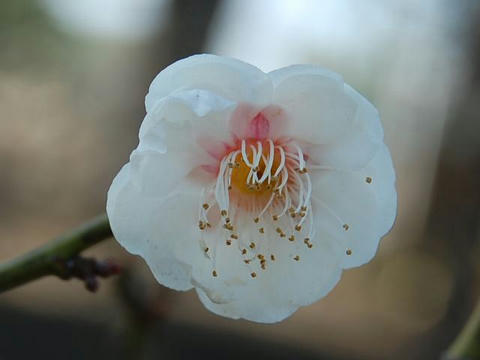 玉牡丹（タマボタン）