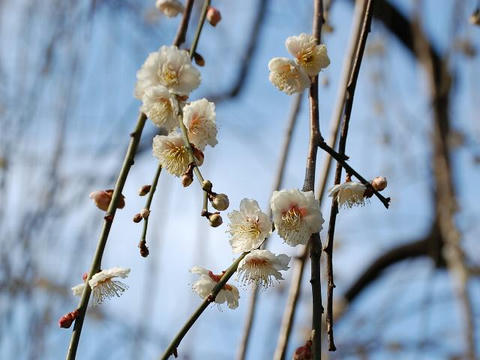 塒出の鷹枝垂（トヤデノタカシダレ）