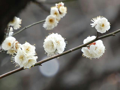 八重冬至（ヤエトウジ）