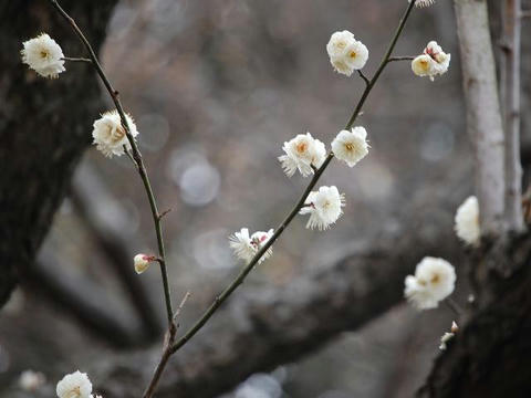 八重冬至（ヤエトウジ）
