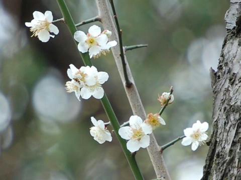 常成り（トコナリ）