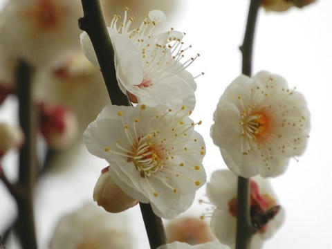 八重野梅（ヤエヤバイ）