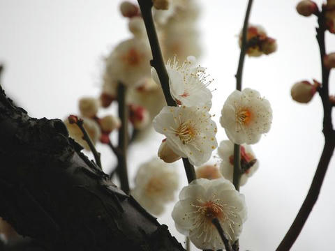 八重野梅（ヤエヤバイ）